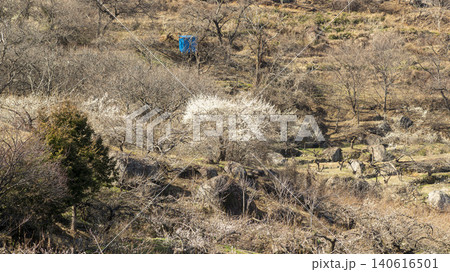 Gwangyang Plum Blossom Village, plum blossom 140616501