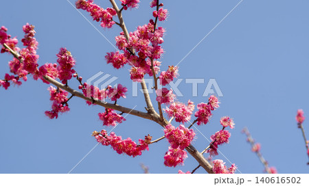 Gwangyang Plum Blossom Village, plum blossom Gwangyang Plum Blossom Village, plum blossom 140616502