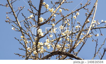 Gwangyang Plum Blossom Village, plum blossom 140616504