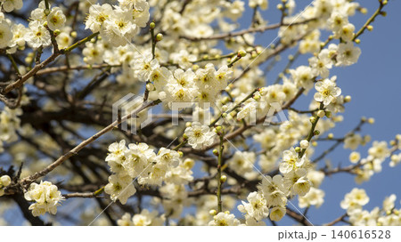 Gwangyang Plum Blossom Village, plum blossom Gwangyang Plum Blossom Village, plum blossom 140616528