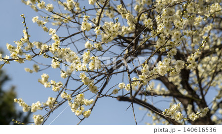 Gwangyang Plum Blossom Village, plum blossom Gwangyang Plum Blossom Village, plum blossom 140616536