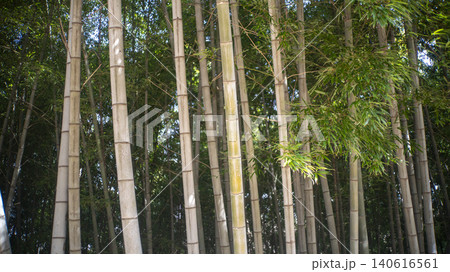 Gwangyang Plum Blossom Village, plum blossom Gwangyang Plum Blossom Village, plum blossom 140616561