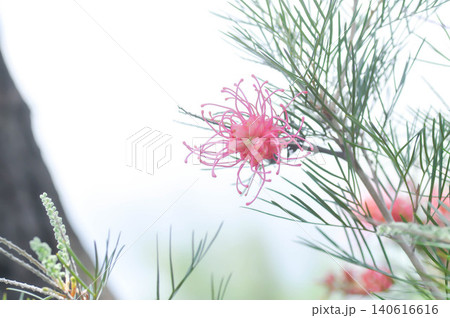 Grevillea banksii or Grevillea Long John or Grevillea Superb or Grevillea Sylvia or Spider flower or Banksia occidentalis or pink flower Grevillea banksii or Grevillea Long John or Grevillea Superb or Grevillea Sylvia or Spider flower or Banksia occidentalis or pink flower 140616616