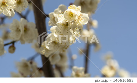 Gwangyang Plum Blossom Village, plum blossom 140616685