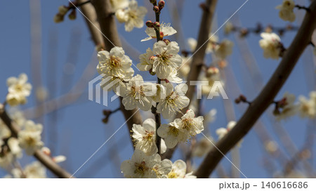 Gwangyang Plum Blossom Village, plum blossom 140616686
