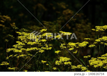 繊細で儚げな花姿 繊細で儚げな花姿 140616734