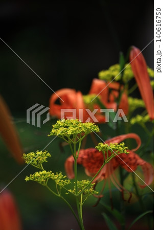 繊細で儚げな花姿 140616750
