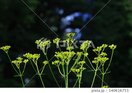 繊細で儚げな花姿 繊細で儚げな花姿 140616753