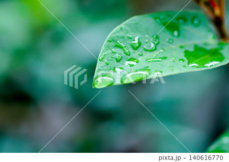 ficus pumila or climbing fig or MORACEAE and rain droplet ficus pumila or climbing fig or MORACEAE and rain droplet 140616770