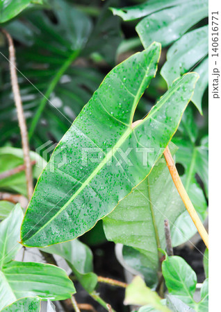 Philodendron billietiae Croat, ARACEAE or Philodendron plant and rain droplet Philodendron billietiae Croat, ARACEAE or Philodendron plant and rain droplet 140616771