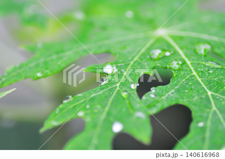 papaya leaf, Carica papaya L or Papaya or Melan Tree or Paw Paw or CARICACEAE plant and rain droplet papaya leaf, Carica papaya L or Papaya or Melan Tree or Paw Paw or CARICACEAE plant and rain droplet 140616968