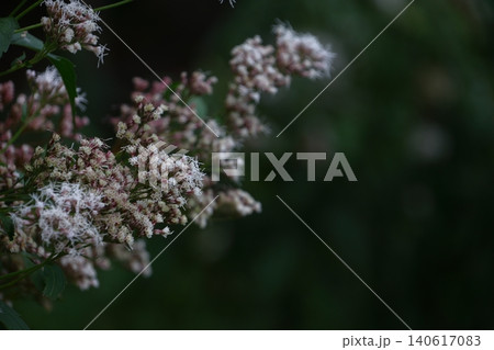 袴に似た形の藤色の花 袴に似た形の藤色の花 140617083