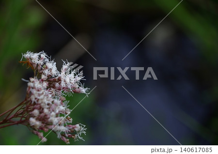袴に似た形の藤色の花 袴に似た形の藤色の花 140617085