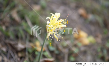 yellow spider lily yellow spider lily 140617358