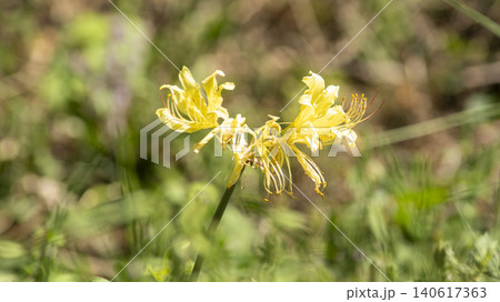 yellow spider lily yellow spider lily 140617363