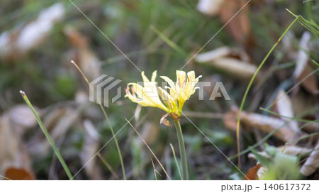 yellow spider lily yellow spider lily 140617372