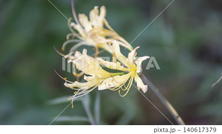 yellow spider lily yellow spider lily 140617379