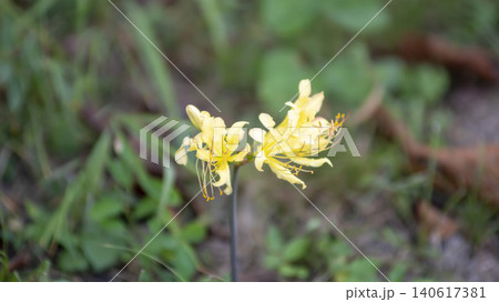 yellow spider lily yellow spider lily 140617381