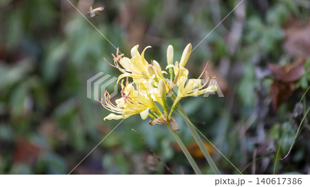 yellow spider lily yellow spider lily 140617386