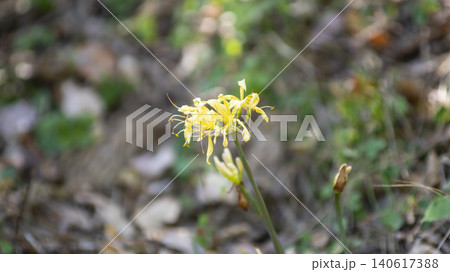 yellow spider lily yellow spider lily 140617388