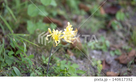 yellow spider lily yellow spider lily 140617392