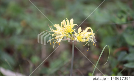 yellow spider lily yellow spider lily 140617394