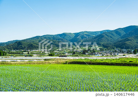 初夏の信州の田園風景・波田地区の西瓜栽培 140617446