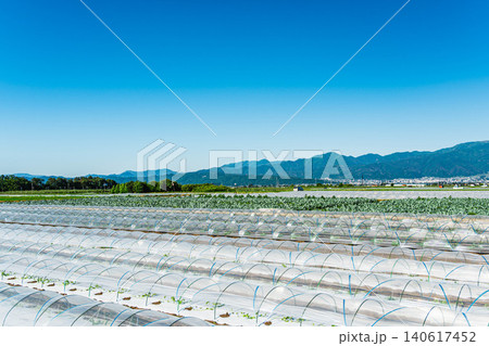 初夏の信州の田園風景・波田地区の西瓜栽培 初夏の信州の田園風景・波田地区の西瓜栽培 140617452