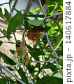 羽化したばかりのセミ 140617884