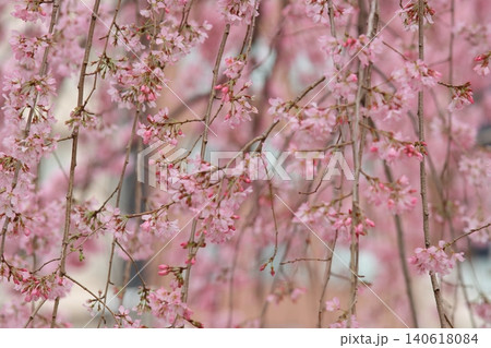 満開の枝垂桜　枝垂桜　桜 140618084