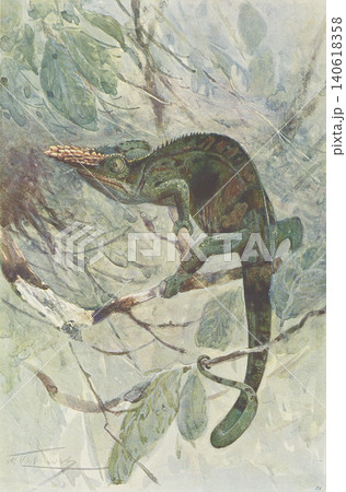 アンティークイラスト 動物図鑑 カメレオン アンティークイラスト 動物図鑑 カメレオン 140618358
