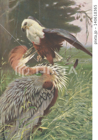アンティークイラスト 動物図鑑 サンショクウミワシとサギ アンティークイラスト 動物図鑑 サンショクウミワシとサギ 140618365