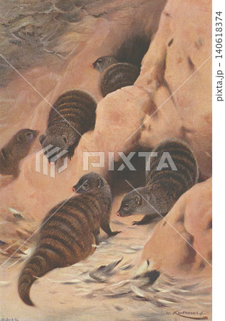 アンティークイラスト　動物図鑑　シママングース 140618374