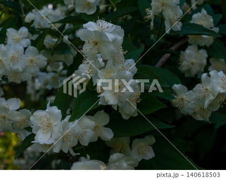 Pastoral Mock Orange Jasmine Blooming in Spring Garden Shade 140618503
