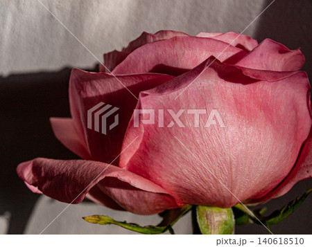 Sensual Peach Rose in Warm Evening Sunset Sensual Peach Rose in Warm Evening Sunset 140618510