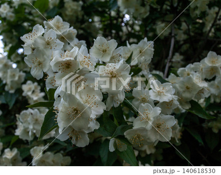 Delicate Mock Orange Jasmine in Soft Penumbra Light Delicate Mock Orange Jasmine in Soft Penumbra Light 140618530