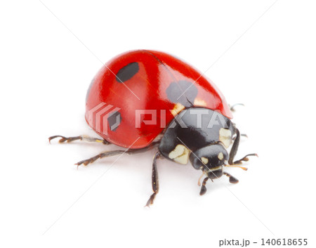 Lady bird Lady bird 140618655