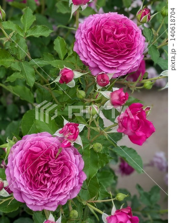 美しく咲き誇るピンクの薔薇 140618704