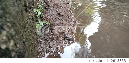 Close-up image showing a muddy river bank with small green plants growing in the wet soil. Close-up image showing a muddy river bank with small green plants growing in the wet soil. 140618728