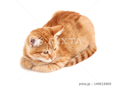 Red kitten on white background 140618869