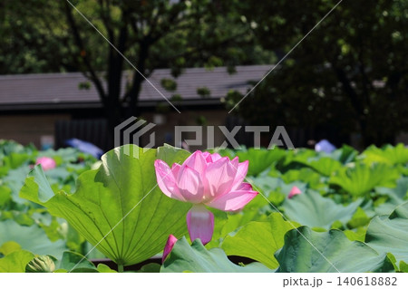 蓮の花　一輪 140618882