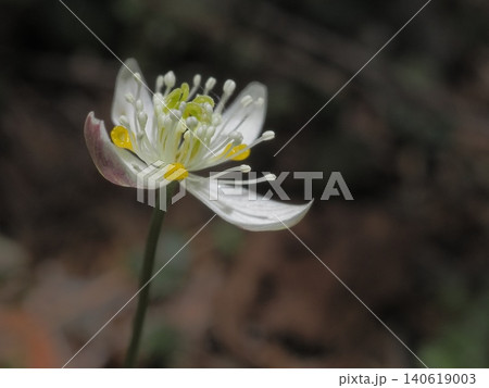 ミツバオウレンの花 ミツバオウレンの花 140619003