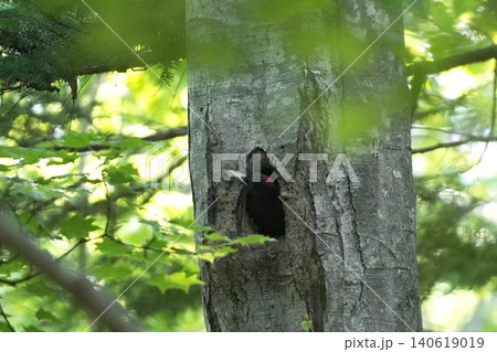 巣穴から顔を出すクマゲラのヒナ（北海道の野鳥） 140619019