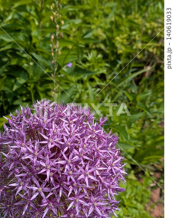 愛らしく咲く紫色のアリウムの花 愛らしく咲く紫色のアリウムの花 140619033