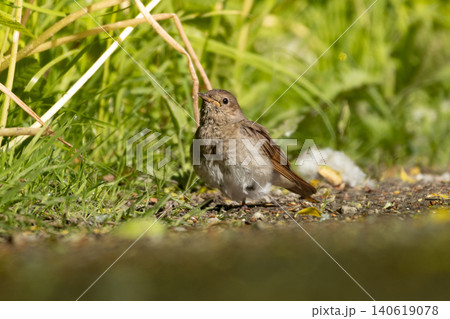 Thrush Nightingale (Luscinia luscinia) closeup Thrush Nightingale (Luscinia luscinia) closeup 140619078