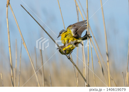 Pair of Yellow wagtails Pair of Yellow wagtails 140619079