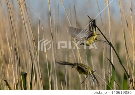 Pair of Yellow wagtails Pair of Yellow wagtails 140619080