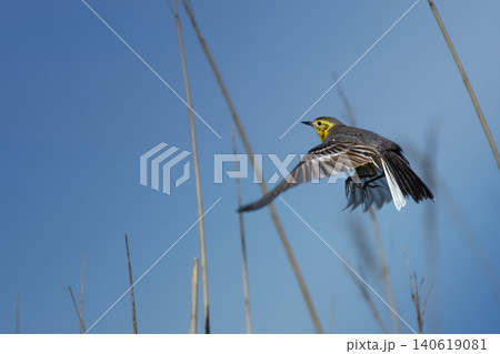 Flying female Citrine wagtail Flying female Citrine wagtail 140619081