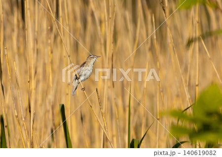 Sedge warbler Acrocephalus schoenobaenus Sedge warbler Acrocephalus schoenobaenus 140619082