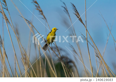 Citrine Wagtail Motacilla citreola Citrine Wagtail Motacilla citreola 140619083
